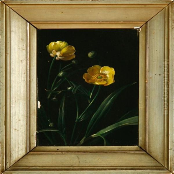 A Buttercup - view 1