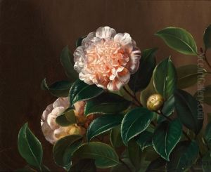 Camellia Camellia