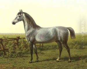 Portrait of a grey horse