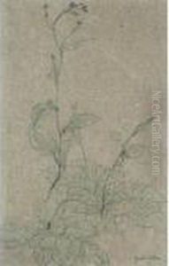 Study Of A Flowering Plant