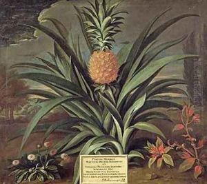 Pineapple grown in Sir Matthew Deckers Garden Richmond Surrey 1720 by Theodorus Netscher
