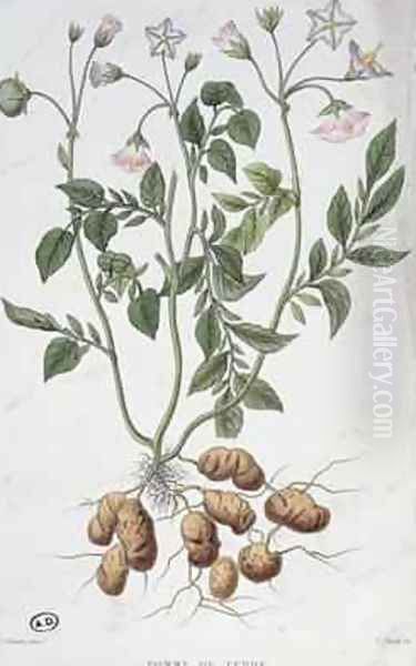 Potato Flowers - view 1