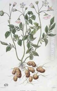 Potato Flowers by Naudin, P