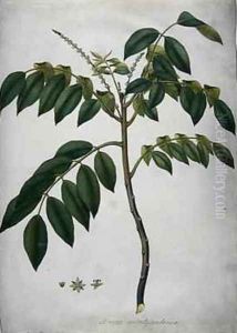 Brucea Antidysenterica 1777