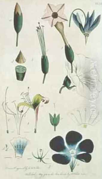 Plate XII Letter XVI Pentandria Monagia various flowers with five stamens - view 1