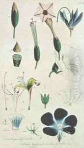 Plate XII Letter XVI Pentandria Monagia various flowers with five stamens Plate XII Letter XVI Pentandria Monagia various flowers with five stamens