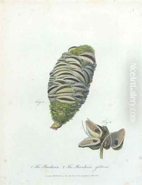The Banksia - The Banksia Gibbosa - view 1