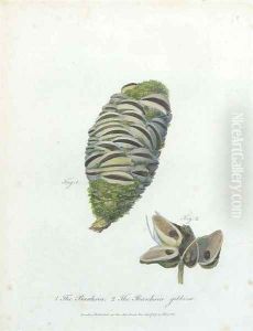 The Banksia - The Banksia Gibbosa by Frederick P. Nodder