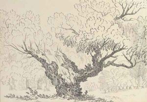 Study of an oak tree, Hyde Park by John Claude Nattes