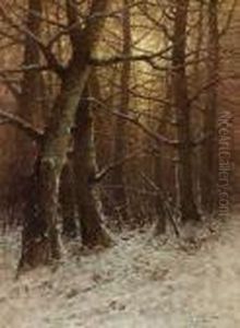 Abendsonne Im Winterwald