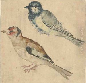 A blue tit and a goldfinch by Giovanni (Giovanni da Udine) Nanni (Nani)