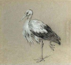 A stork standing on one leg