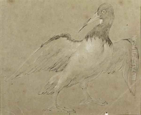 An Oyster Catcher - view 1