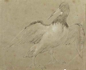 An Oyster Catcher