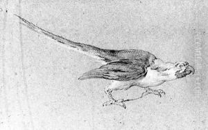 A macaw by Jean-Baptiste Oudry