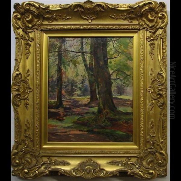 Shadows In The Forest - view 1