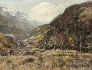 Silver Birches In Winter