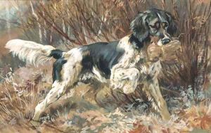 A Setter Retrieving