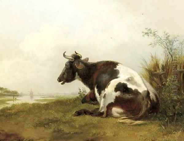 A cow resting in a meadow - view 1