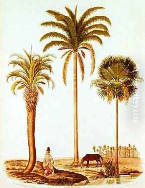 Species of Argentinian Palm Tree, illustration from Voyage dans l'Amerique Meridionale by Alcide dOrbigny, engraved by Breton, 1847 - view 1