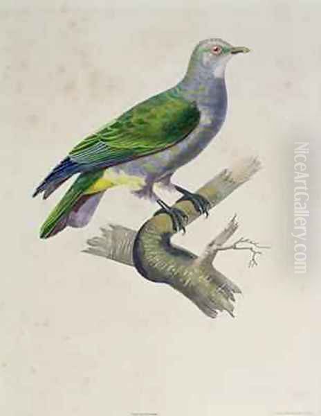 A Dove, from Voyage Around the World on the Frigate Venus, 1836-39, engraved by Mougeot and Thebaut, 1841 - view 1