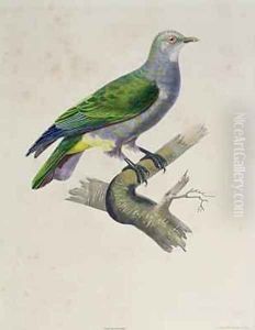 A Dove, from Voyage Around the World on the Frigate Venus, 1836-39, engraved by Mougeot and Thebaut, 1841 by Paul Louis Oudart