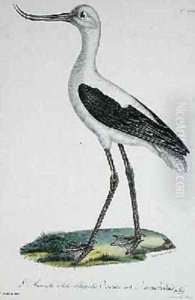 White-Headed Avocet, early 19th century - view 1