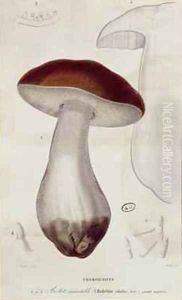 Boletus edulis, illustration for an edition of 'Traite des Champignons by Jean Jacques Paulet 1740-1826 by Paul Louis Oudart