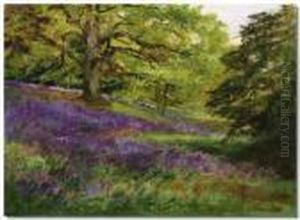 Bluebell Woods Bluebell Woods