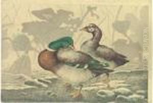 Ducks And Withered Lotus