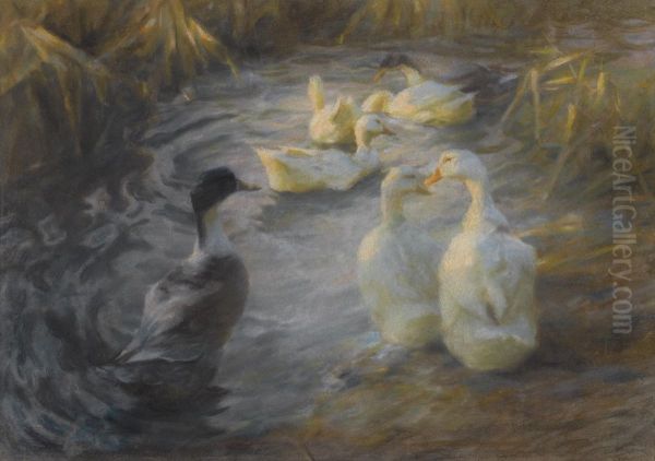Ducks Among Reeds In A Pond - view 1
