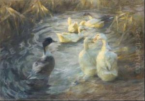 Enten In Sonnigem Schilfteich