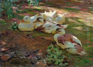 Vier Enten Im Abendlicht