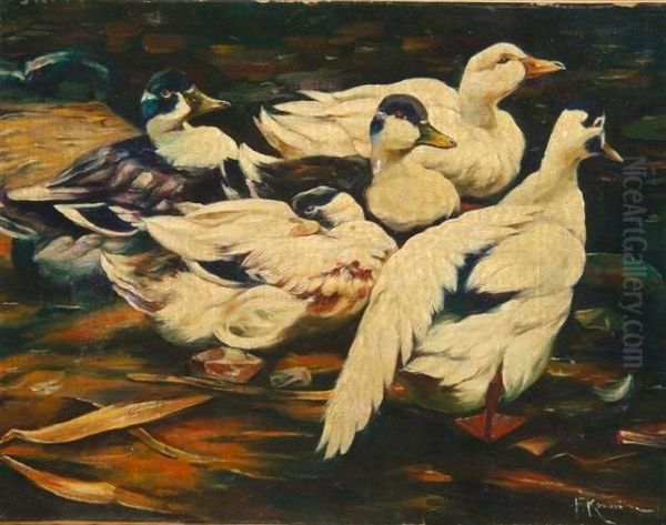 Muskovy Ducks Wading In A Pool - view 1