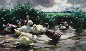 Enten Im Wasser