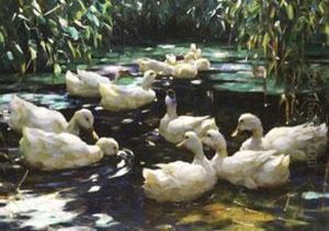 Schwimmende Enten Im Teich Schwimmende Enten Im Teich
