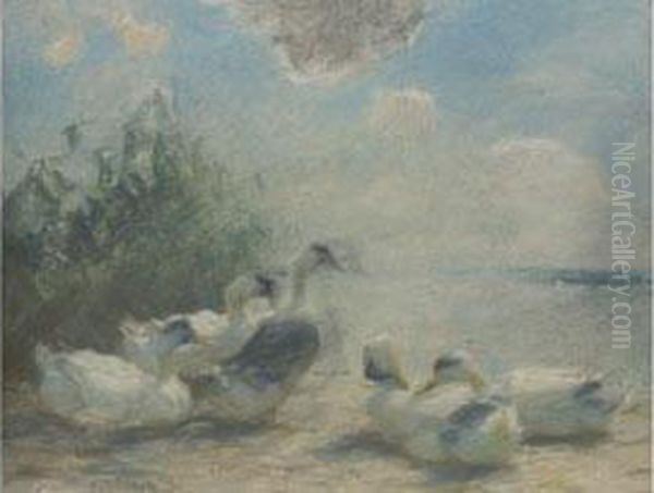 Enten Am Seeufer - view 1