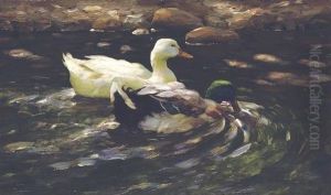 Ducks On A Pond Ducks On A Pond
