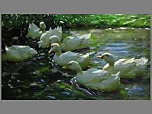 Enten Im Teich
