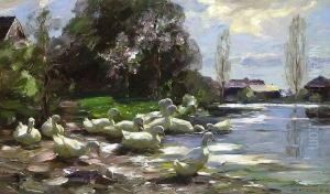 Enten Am Fruhlingshaften
 Seeufer.