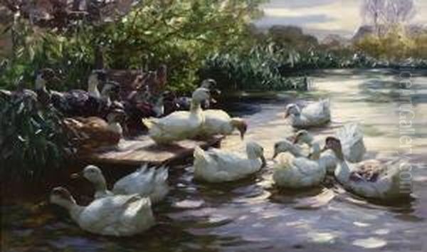 Enten Am Steg. - view 1