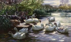 Enten Am Steg.