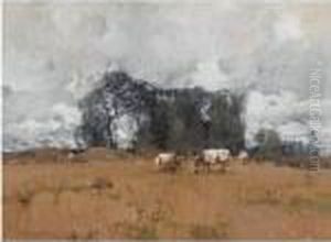 Cattle Grazing