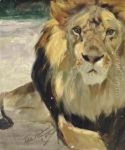 Resting Lion, A Study
