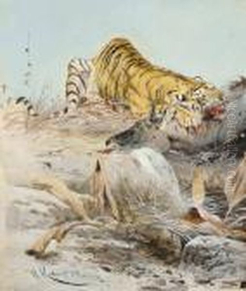 A Tiger And It's Prey - view 1
