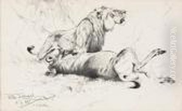 Lowe Mit Erlegtem Wasserbuffel - view 1