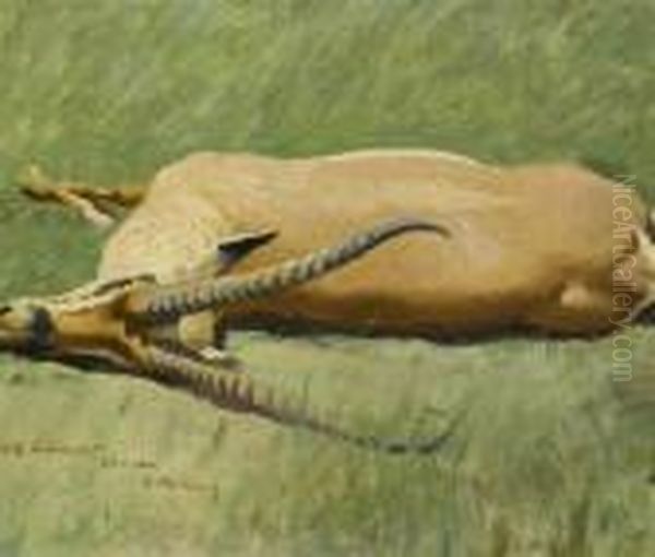 Grant's Gazelle Outstretched. - view 1