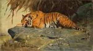 "auf Felsplateau Liegender Tiger" by Wilhelm Kuhnert