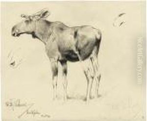 Ein Junger Elch by Wilhelm Kuhnert
