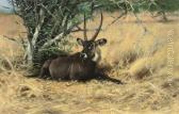 Water Buck In The Bush - view 1